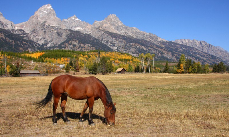 jackson hole trip packages