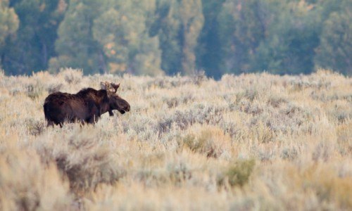 Sunrise or Sunset Grand Teton Wildlife Tour