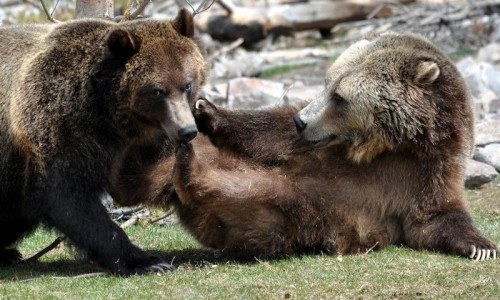 Grizzly and Wolf Discovery Center in West Yellowstone