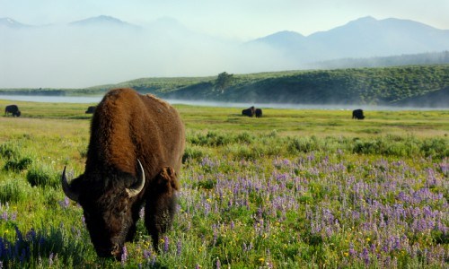 Yellowstone Wildlife and Photo Tour